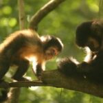 cientificos-argentinos-descubren-porque-los-monos-cai-descortezan-los-pinos-en-misiones