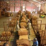 alem:-la-cooperativa-tabacalera-de-misiones-proyecta-un-2026-con-buenas-expectativas