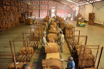 alem:-la-cooperativa-tabacalera-de-misiones-proyecta-un-2026-con-buenas-expectativas