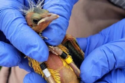 colocaron-transmisores-gps-a-decenas-de-ejemplares-de-tordo-amarillo-en-entre-rios