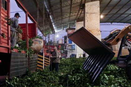 “abre-una-nueva-puerta”:-se-realizo-el-primer-embarque-de-yerba-mate-argentina-a-china