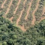deforestacion-en-argentina:-se-perdieron-mas-de-200.000-hectareas-y-crece-la-preocupacion-por-una-reforma-clave