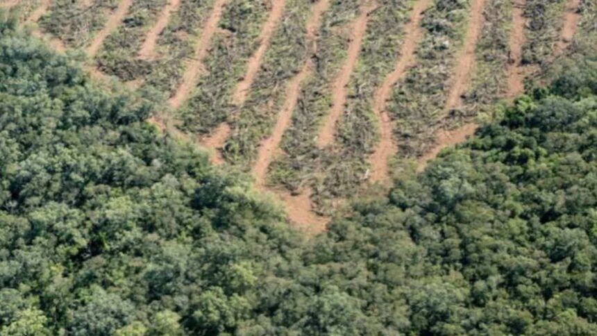 deforestacion-en-argentina:-se-perdieron-mas-de-200.000-hectareas-y-crece-la-preocupacion-por-una-reforma-clave
