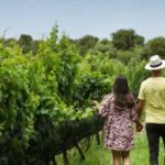 dormir-entre-vinedos:-la-apuesta-de-posada-&-bodega-la-matilde-para-visitar-traslasierra-en-temporada-baja