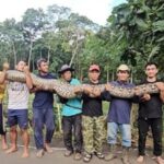 te-presentamos-a-la-serpiente-salvaje-mas-larga-del-mundo-encontrada-en-indonesia