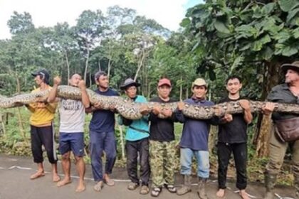 te-presentamos-a-la-serpiente-salvaje-mas-larga-del-mundo-encontrada-en-indonesia