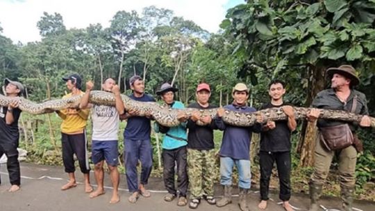 te-presentamos-a-la-serpiente-salvaje-mas-larga-del-mundo-encontrada-en-indonesia