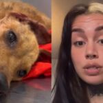 indignacion-en-chaco:-denuncian-que-dejaron-agonizar-a-una-cachorra-durante-horas-mientras-tomaban-mates