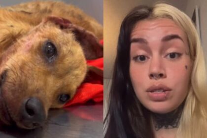 indignacion-en-chaco:-denuncian-que-dejaron-agonizar-a-una-cachorra-durante-horas-mientras-tomaban-mates