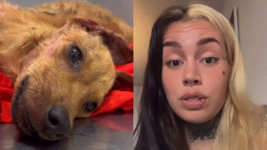 indignacion-en-chaco:-denuncian-que-dejaron-agonizar-a-una-cachorra-durante-horas-mientras-tomaban-mates