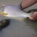“es-un-pescado-muy-buscado”:-crece-la-demanda-en-semana-santa-y-el-pacu-es-uno-de-los-favoritos