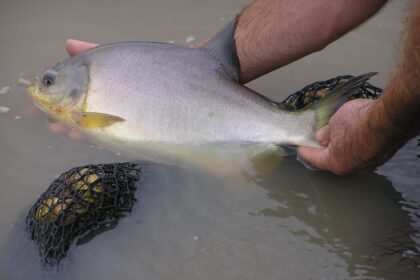 “es-un-pescado-muy-buscado”:-crece-la-demanda-en-semana-santa-y-el-pacu-es-uno-de-los-favoritos