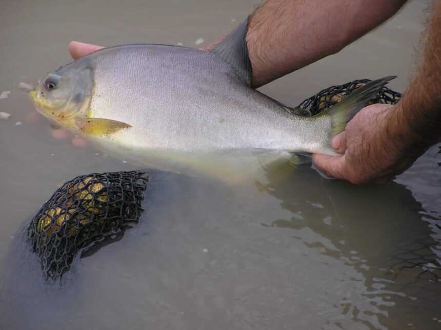 “es-un-pescado-muy-buscado”:-crece-la-demanda-en-semana-santa-y-el-pacu-es-uno-de-los-favoritos