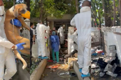 intervienen-polemica-casa-de-los-gatos-de-barranquilla:-decenas-de-animales-enfermos-y-agresivos-obligaron-a-operativo-sin-precedentes-en-la-ciudad