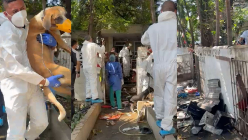 intervienen-polemica-casa-de-los-gatos-de-barranquilla:-decenas-de-animales-enfermos-y-agresivos-obligaron-a-operativo-sin-precedentes-en-la-ciudad