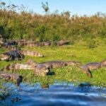 turismo-en-corrientes:-asi-es-el-ambicioso-plan-para-posicionar-al-ibera-en-el-mundo