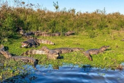 turismo-en-corrientes:-asi-es-el-ambicioso-plan-para-posicionar-al-ibera-en-el-mundo