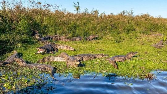 turismo-en-corrientes:-asi-es-el-ambicioso-plan-para-posicionar-al-ibera-en-el-mundo