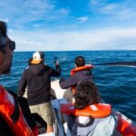 impacto-en-la-costa:-reaparece-la-ballena-sei-en-comodoro-rivadavia-y-crece-el-interes-cientifico-y-turistico