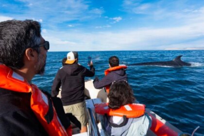 impacto-en-la-costa:-reaparece-la-ballena-sei-en-comodoro-rivadavia-y-crece-el-interes-cientifico-y-turistico
