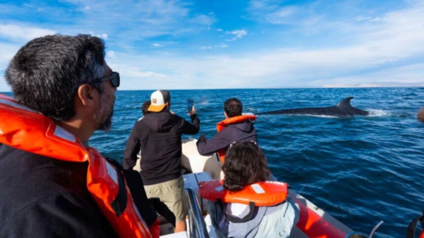 impacto-en-la-costa:-reaparece-la-ballena-sei-en-comodoro-rivadavia-y-crece-el-interes-cientifico-y-turistico