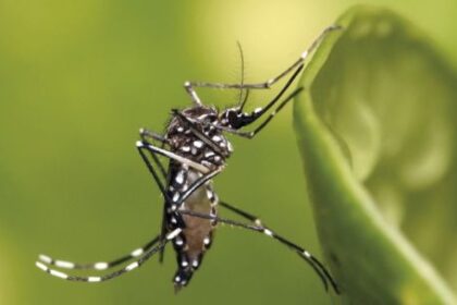 alerta-por-el-aumento-de-casos-de-fiebre-de-chikungunya-en-argentina