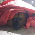 bomberos-de-misiones-amplian-su-rol:-en-lo-que-va-del-ano-ya-realizaron-54-rescates-de-animales