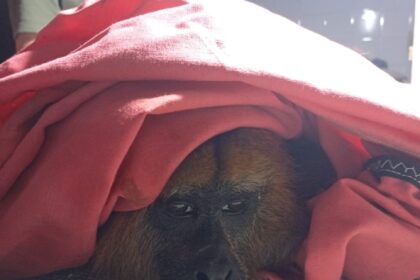 bomberos-de-misiones-amplian-su-rol:-en-lo-que-va-del-ano-ya-realizaron-54-rescates-de-animales