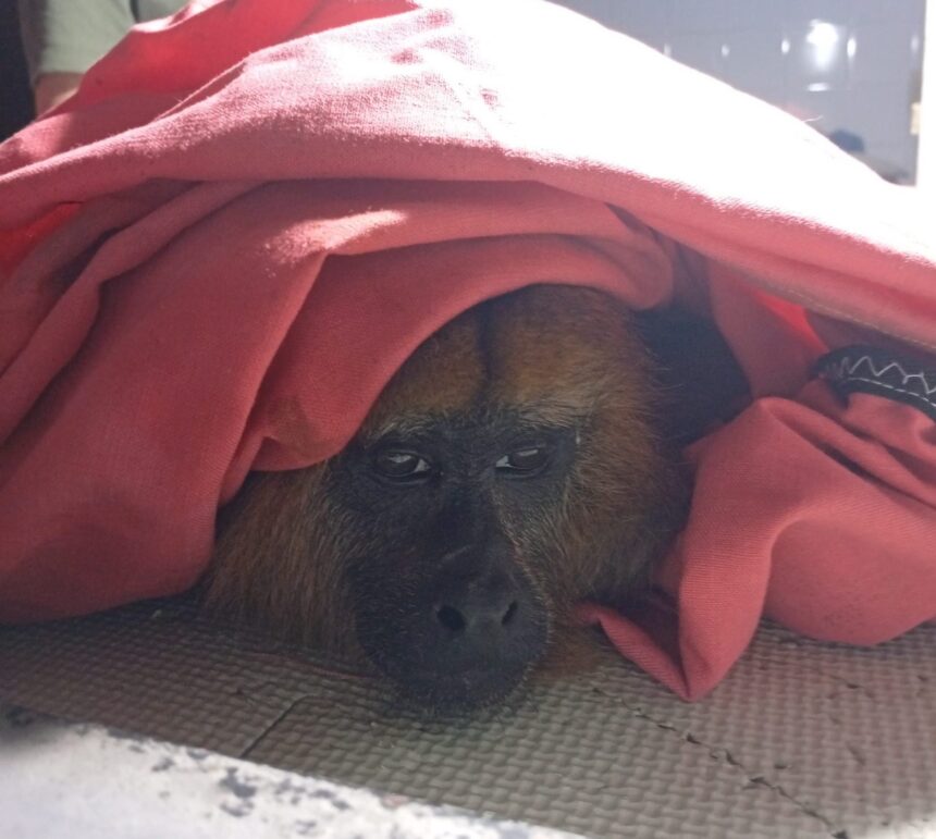 bomberos-de-misiones-amplian-su-rol:-en-lo-que-va-del-ano-ya-realizaron-54-rescates-de-animales
