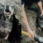 impulsan-sanciones-mas-duras-por-crueldad-animal:-hasta-$17-millones-y-prision