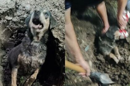impulsan-sanciones-mas-duras-por-crueldad-animal:-hasta-$17-millones-y-prision