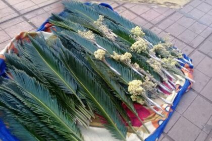 manana-se-celebra-el-domingo-de-ramos-en-la-iglesia-catolica-y-comienza-la-semana-santa-2026