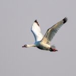 birdwatching-in-argentina:-mar-de-ansenuza
