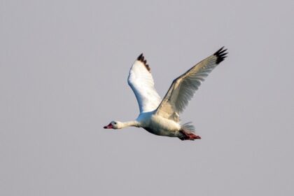 birdwatching-in-argentina:-mar-de-ansenuza