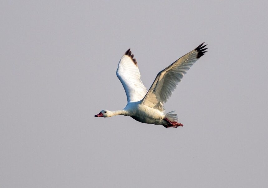 birdwatching-in-argentina:-mar-de-ansenuza