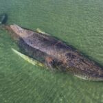una-ballena-encallo-tres-veces-y-parece-estar-estar-“muriendo-en-vivo”-en-la-costa-del-baltico-aleman