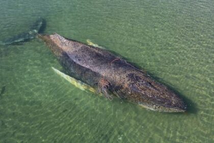 una-ballena-encallo-tres-veces-y-parece-estar-estar-“muriendo-en-vivo”-en-la-costa-del-baltico-aleman