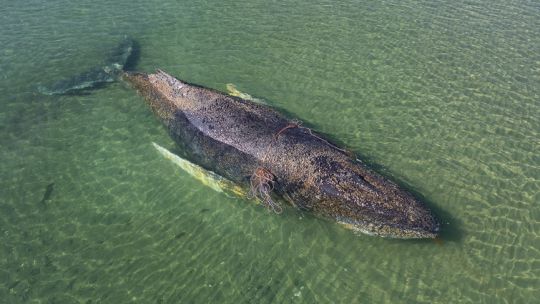 una-ballena-encallo-tres-veces-y-parece-estar-estar-“muriendo-en-vivo”-en-la-costa-del-baltico-aleman