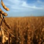 luis-machado-sobre-las-exportaciones-agroindustriales:-“es-el-volumen-mas-alto-de-la-decada”