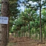 pinos-mas-productivos:-el-inta-logra-mejoras-de-hasta-48%-en-rendimiento-forestal-en-misiones