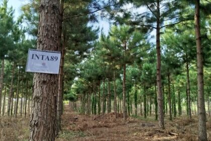 pinos-mas-productivos:-el-inta-logra-mejoras-de-hasta-48%-en-rendimiento-forestal-en-misiones