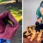 rescataron-un-mono-caraya-y-un-tucan-herido-en-misiones:-ambos-animales-fueron-puestos-a-resguardo