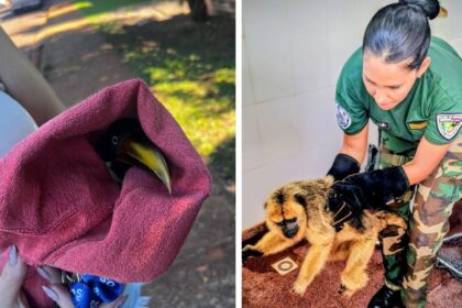 rescataron-un-mono-caraya-y-un-tucan-herido-en-misiones:-ambos-animales-fueron-puestos-a-resguardo