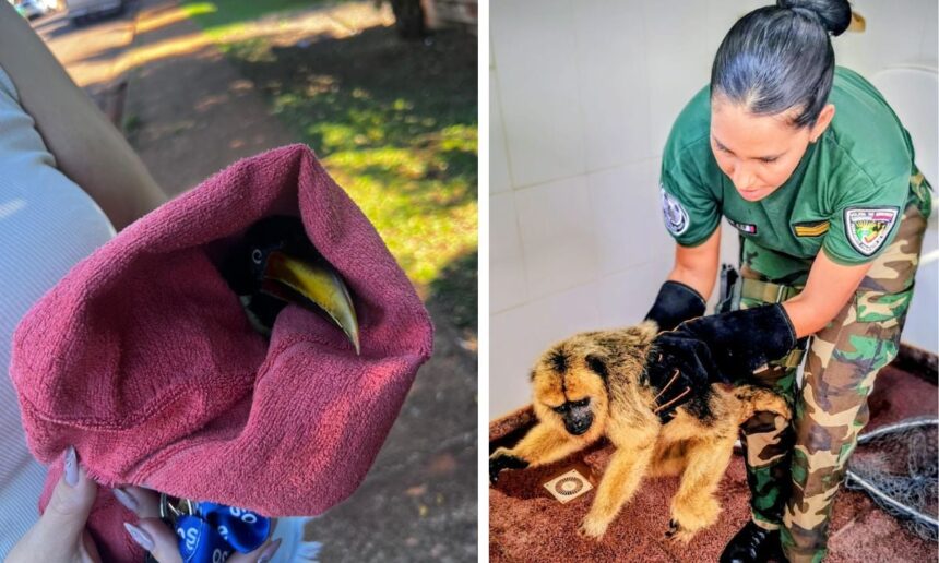 rescataron-un-mono-caraya-y-un-tucan-herido-en-misiones:-ambos-animales-fueron-puestos-a-resguardo