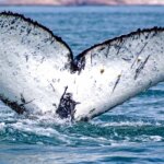 el-misterio-de-las-ballenas-jorobadas:-un-rastreo-satelital-revelo-una-nueva-ruta-de-estos-cetaceos-en-el-mar-argentino
