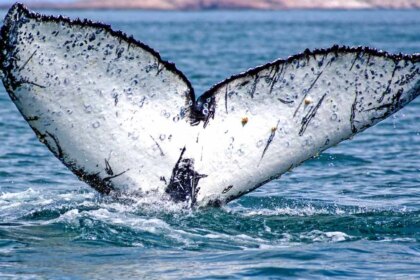 el-misterio-de-las-ballenas-jorobadas:-un-rastreo-satelital-revelo-una-nueva-ruta-de-estos-cetaceos-en-el-mar-argentino