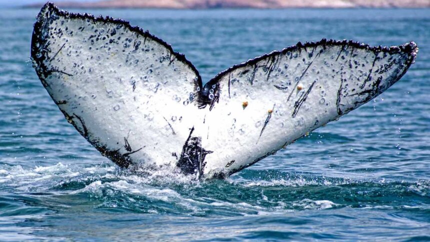 el-misterio-de-las-ballenas-jorobadas:-un-rastreo-satelital-revelo-una-nueva-ruta-de-estos-cetaceos-en-el-mar-argentino