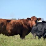 lucas-gandolfi:-“llegamos-al-famoso-boom-ganadero-que-venimos-esperando-hace-60-anos”