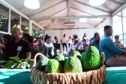 palta-en-crecimiento:-mas-de-40-productores-se-formaron-en-una-tecnica-que-mejora-calidad-y-rendimiento