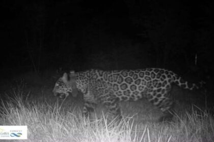 misiones:-monitoreo-de-ecologia-confirmo-la-muerte-de-la-yaguarete-“elecha”